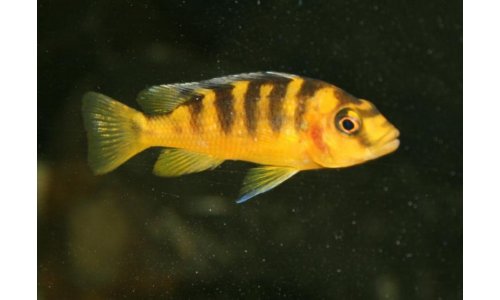 Pseudotropheus crabro